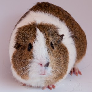 /pics/items/animals/Guinea Pig